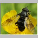 Pipiza austriaca - Keulen-Waldrandschwebfliege hsk m01.jpg